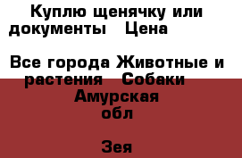 Куплю щенячку или документы › Цена ­ 3 000 - Все города Животные и растения » Собаки   . Амурская обл.,Зея г.